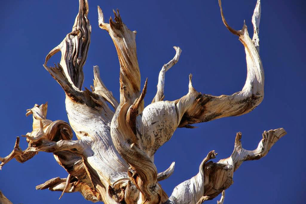 Pinus longaeva: as retorcidas criaturas mais longevas do mundo 16