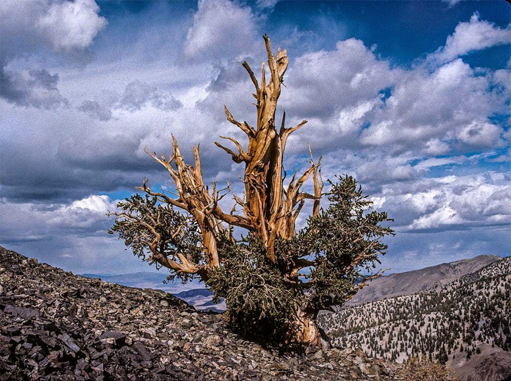 Pinus longaeva: as retorcidas criaturas mais longevas do mundo 18