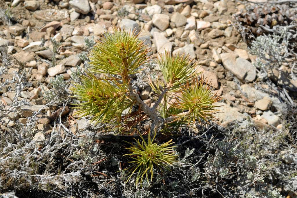 Pinus longaeva: as retorcidas criaturas mais longevas do mundo 19