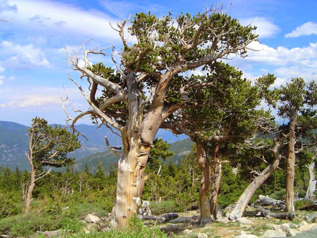 Pinus longaeva: as retorcidas criaturas mais longevas do mundo 20