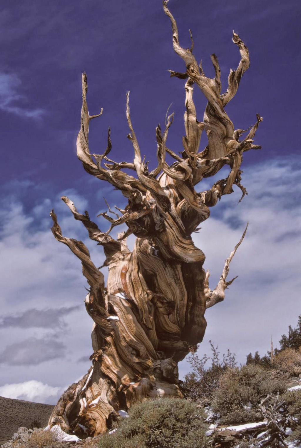 Pinus longaeva: as retorcidas criaturas mais longevas do mundo 21