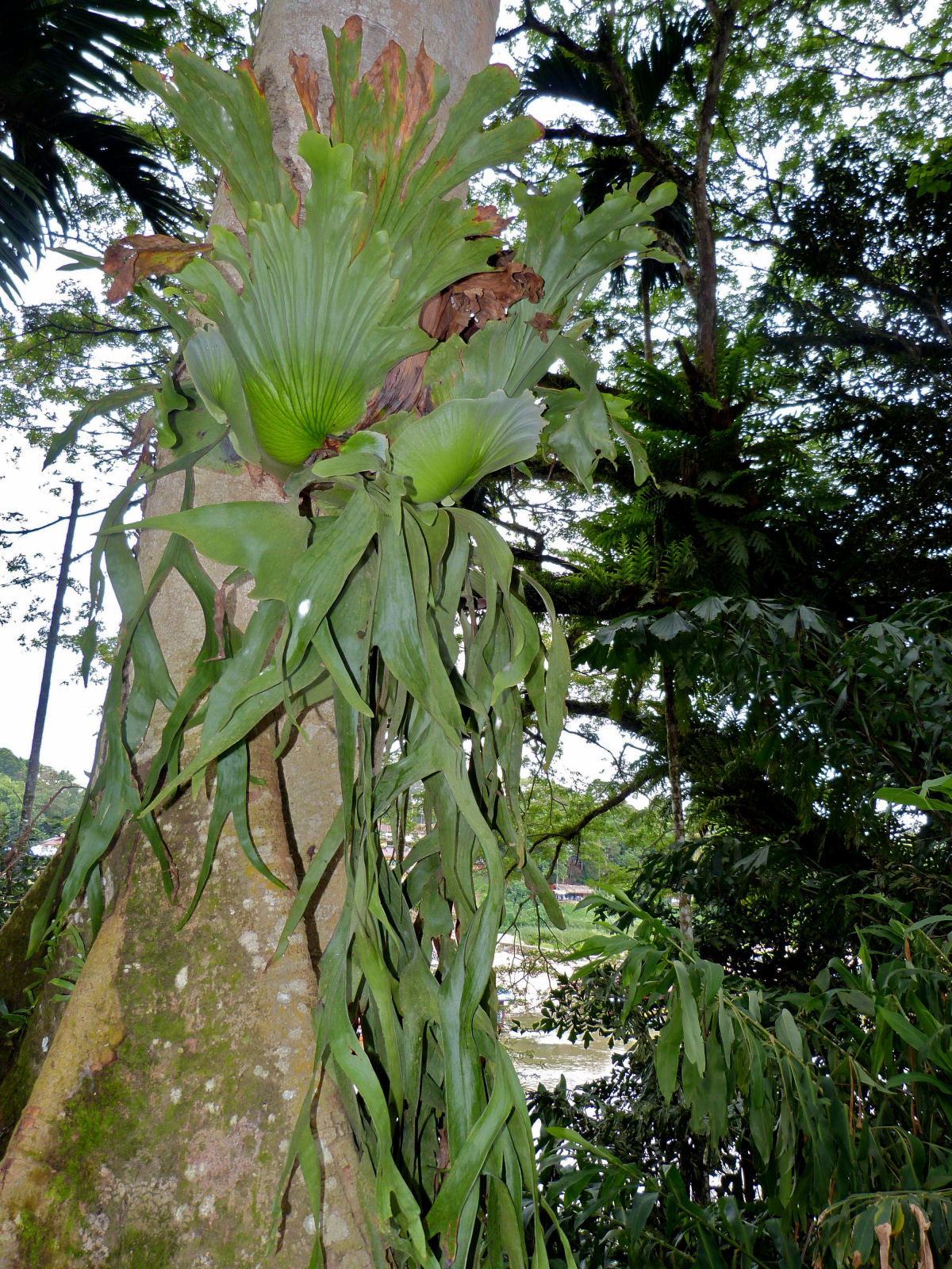 Platicrio, a extica e linda samambaia-chifre-de-veado