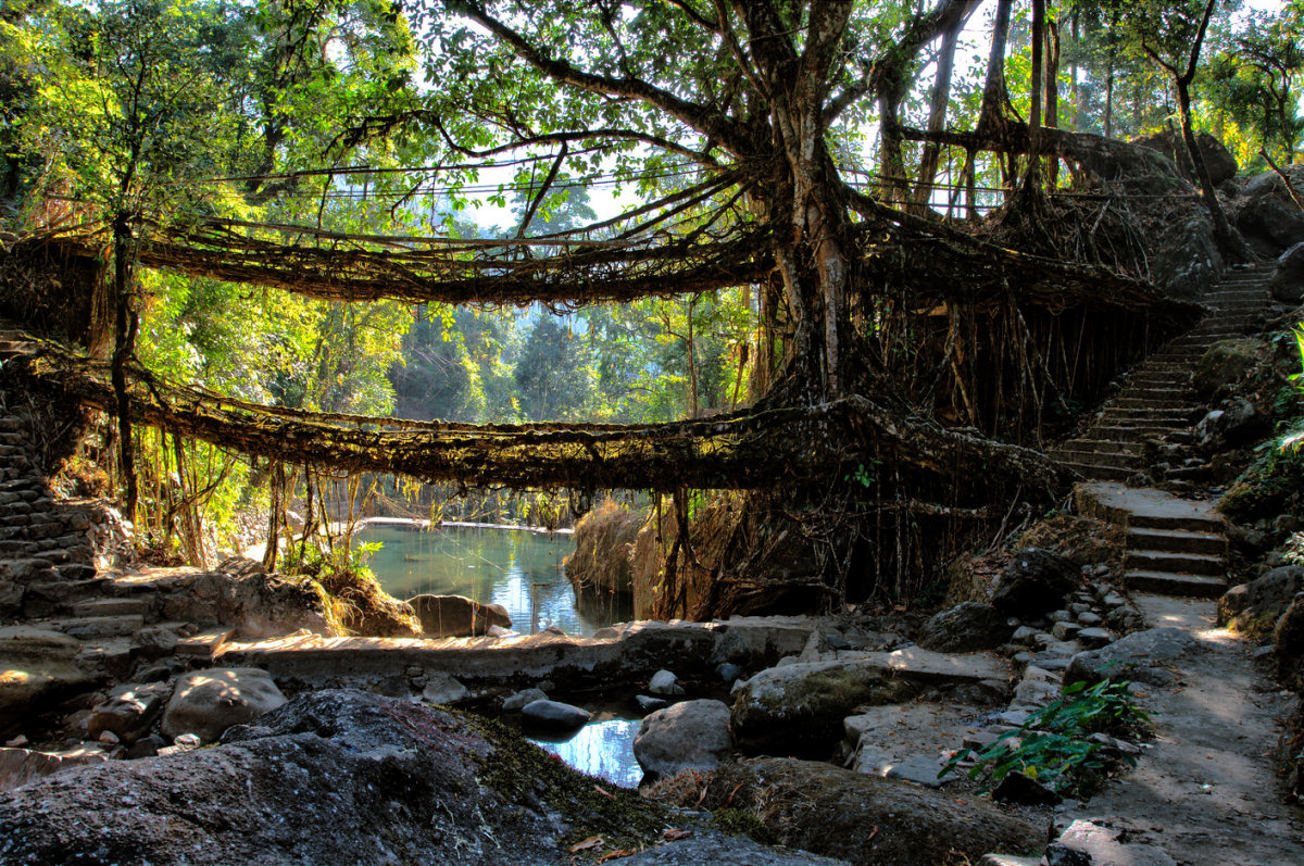 Pontes de raízes vivas da Índia se postulam como Patrimônio Mundial da UNESCO 01