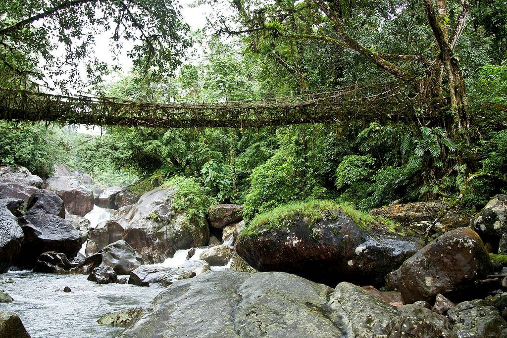 Pontes de raízes vivas da Índia se postulam como Patrimônio Mundial da UNESCO 07