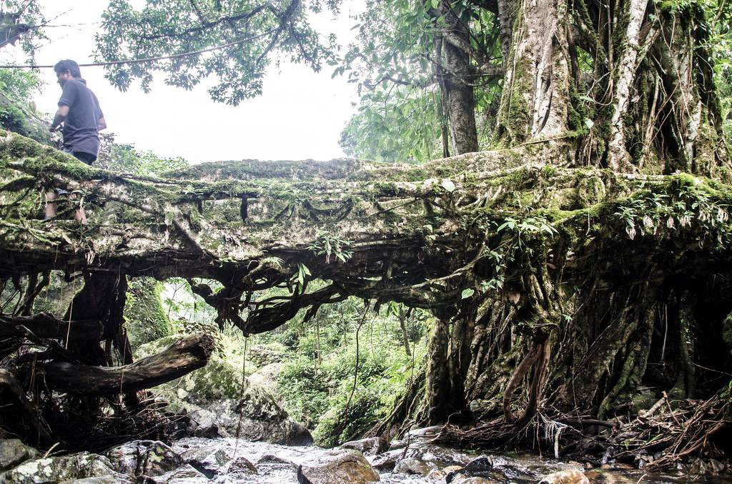 Pontes de raízes vivas da Índia se postulam como Patrimônio Mundial da UNESCO 08