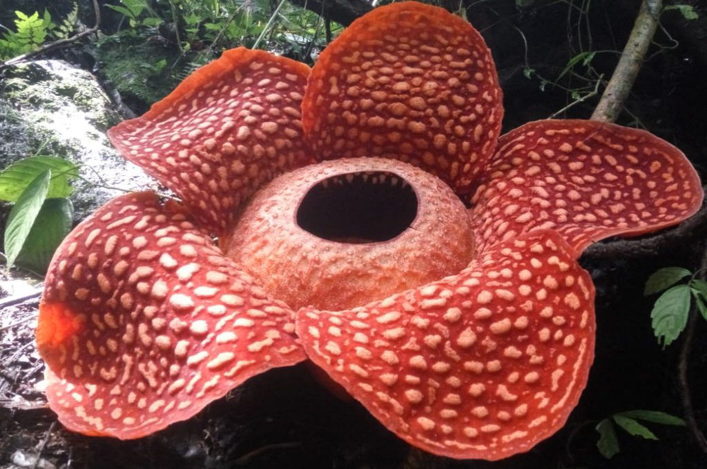 Desabrocha na Indonésia a maior flor do mundo