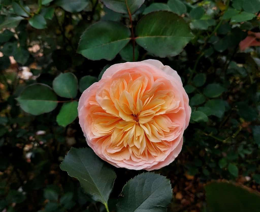 A rosa mais rara do mundo custou US$ 4,3 milhes para ser cultivada