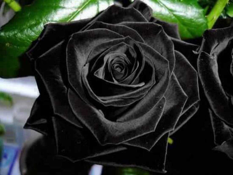 As belíssimas rosas negras de Halfeti 01