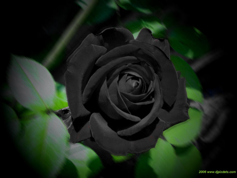 As belíssimas rosas negras de Halfeti 03