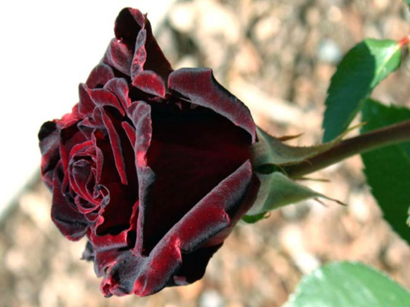 As belíssimas rosas negras de Halfeti 04