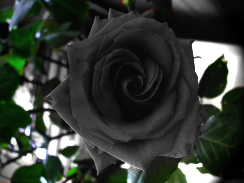 As belíssimas rosas negras de Halfeti 05