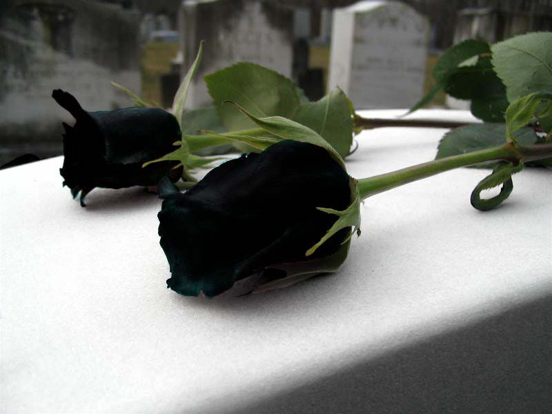 As belíssimas rosas negras de Halfeti 06
