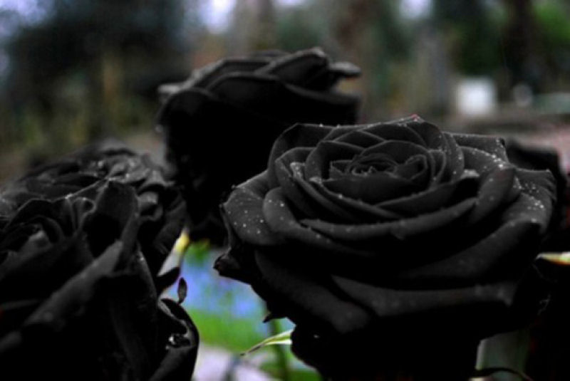 As belíssimas rosas negras de Halfeti 07
