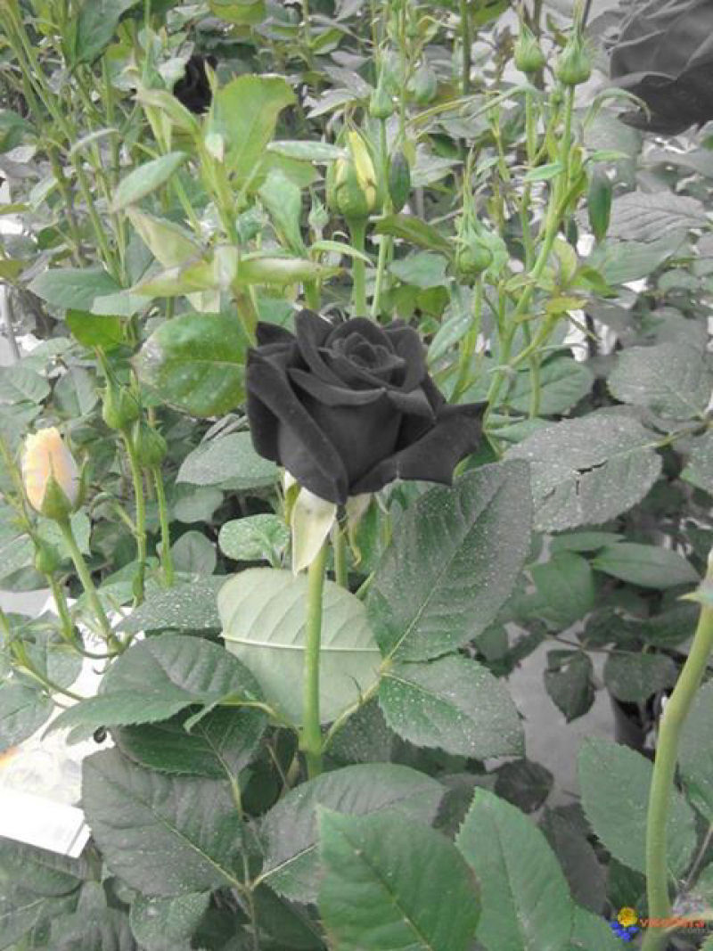 As belíssimas rosas negras de Halfeti 08