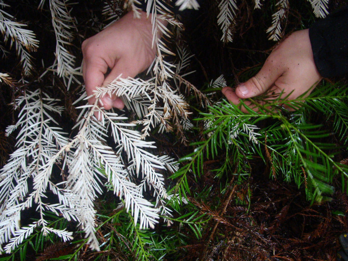 Sequoias albinas: os misteriosos 'fantasmas da floresta'