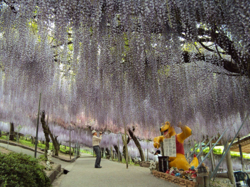 O tnel de Glicnias no jardim de Kawachi Fuji no Japo 02