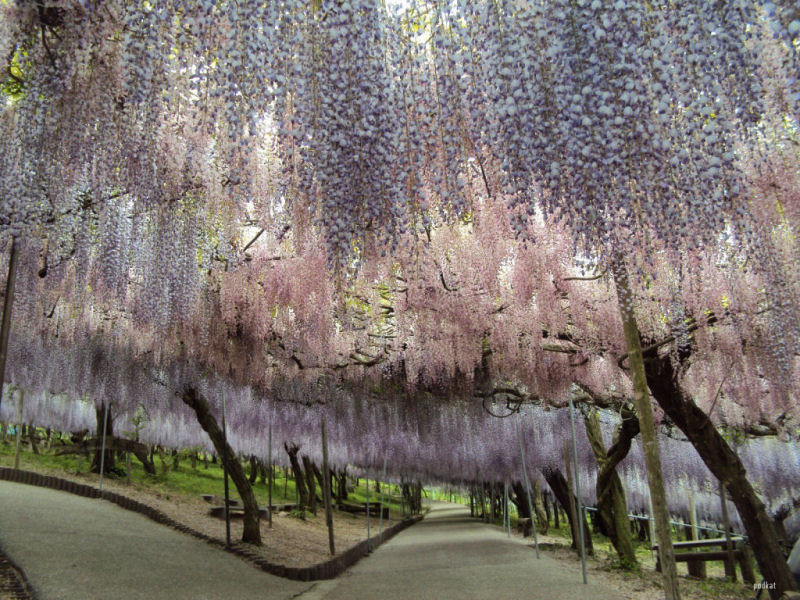 O tnel de Glicnias no jardim de Kawachi Fuji no Japo 05