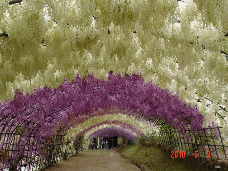 O tnel de Glicnias no jardim de Kawachi Fuji no Japo 07