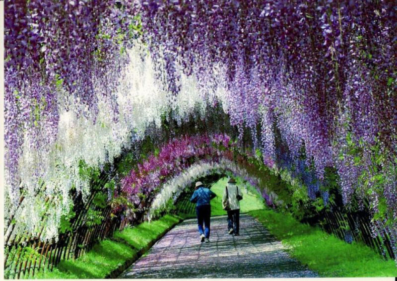 O tnel de Glicnias no jardim de Kawachi Fuji no Japo 13