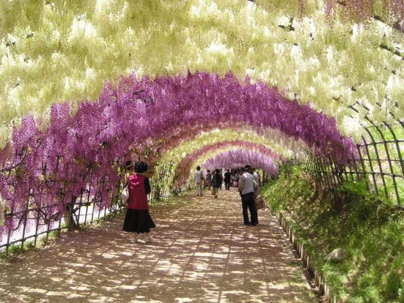 O tnel de Glicnias no jardim de Kawachi Fuji no Japo 16