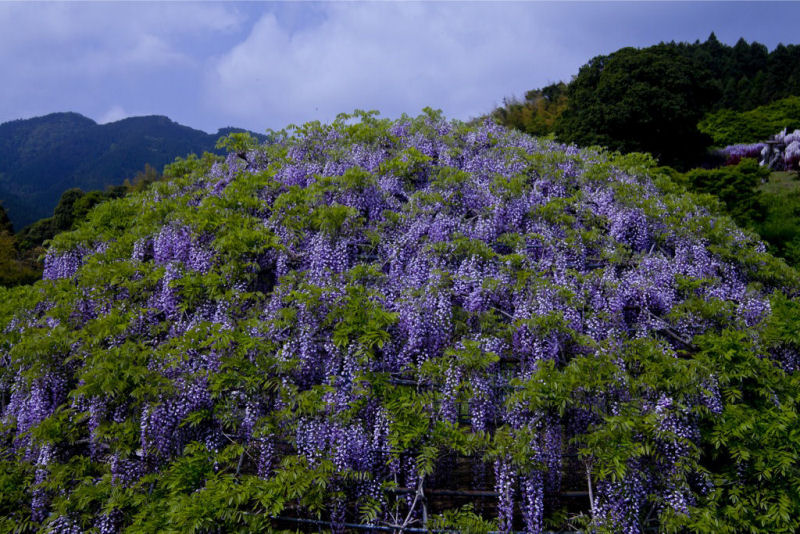 O tnel de Glicnias no jardim de Kawachi Fuji no Japo 27