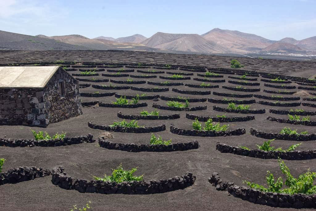As incrveis videiras vulcnicas da ilha Lanzarote 12