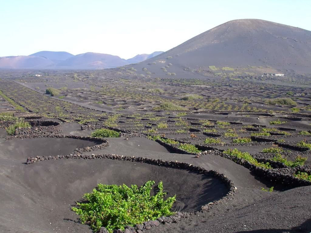 As incrveis videiras vulcnicas da ilha Lanzarote 17