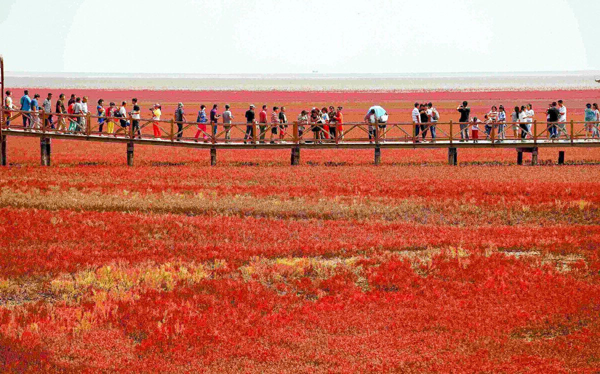 A Praia Vermelha de Panjin ganha um tom de arregalar os olhos a cada outono