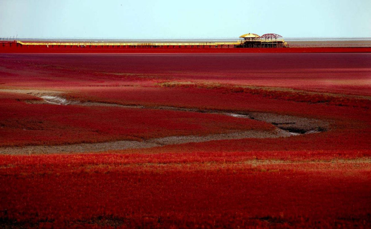 A Praia Vermelha de Panjin ganha um tom de arregalar os olhos a cada outono