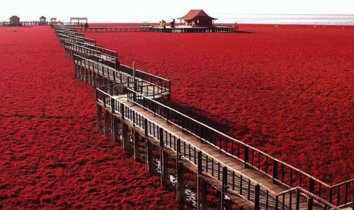 Algo estranho est acontecendo com a praia vermelha chinesa
