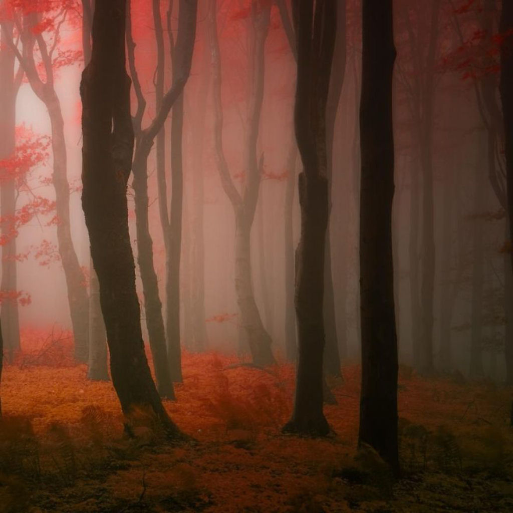 Os bosques outonais onricos de um fotgrafo tcheco 05