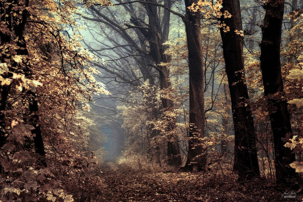 Os bosques outonais onricos de um fotgrafo tcheco 08