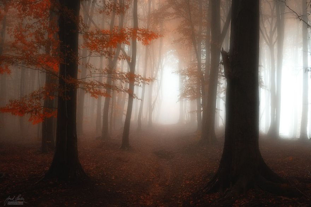 Os bosques outonais onricos de um fotgrafo tcheco 10