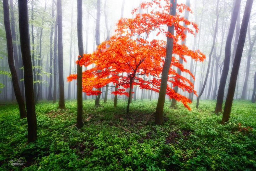 Os bosques outonais onricos de um fotgrafo tcheco 11