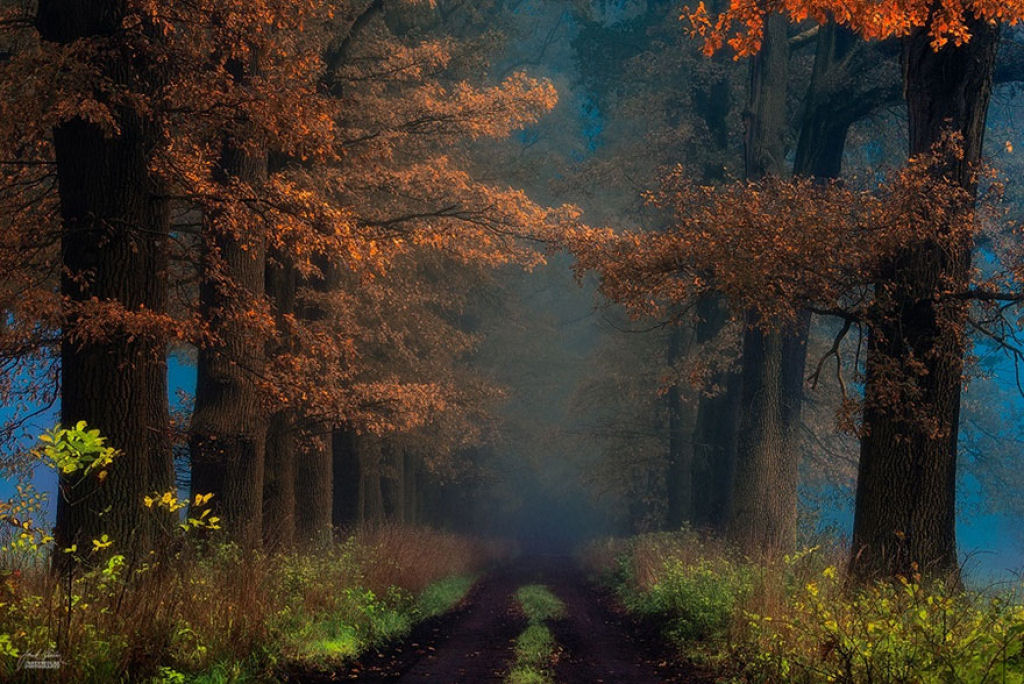 Os bosques outonais onricos de um fotgrafo tcheco 13