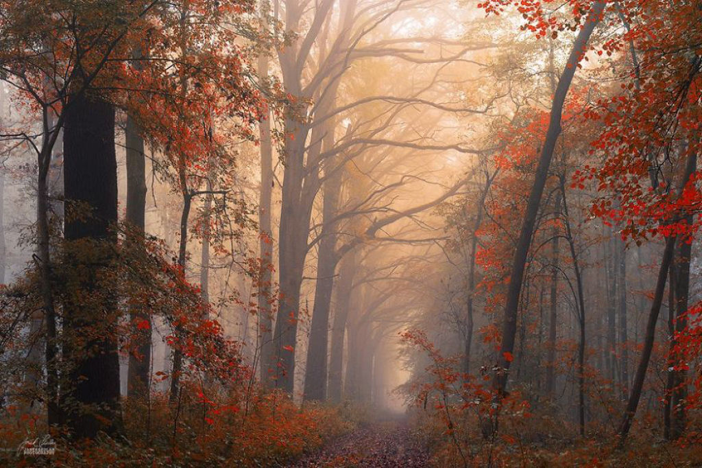 Os bosques outonais onricos de um fotgrafo tcheco 17