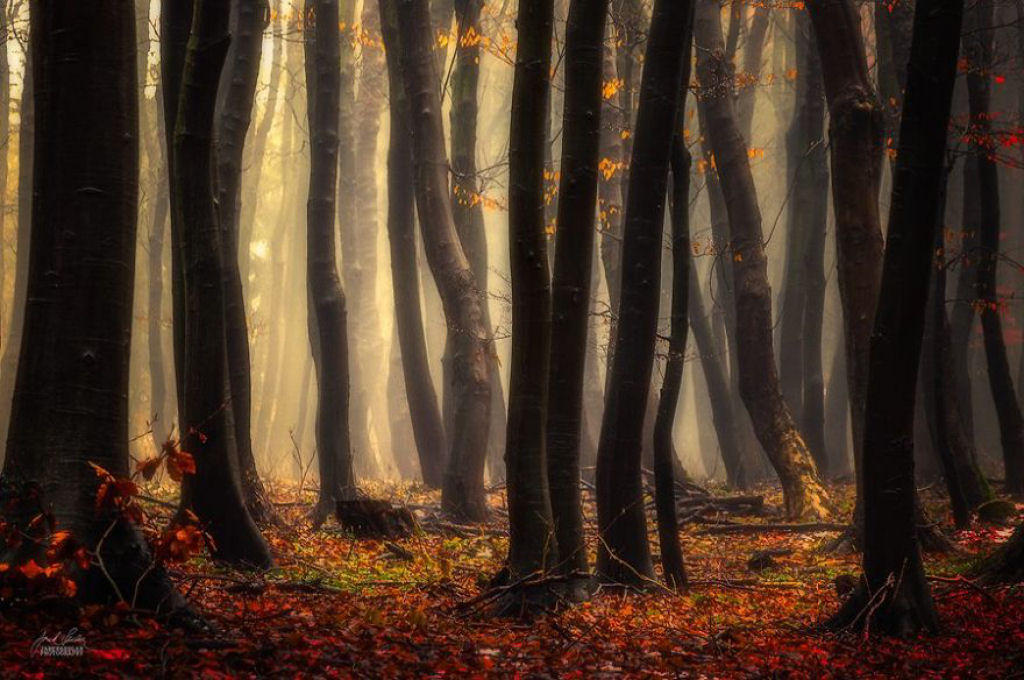 Os bosques outonais onricos de um fotgrafo tcheco 19