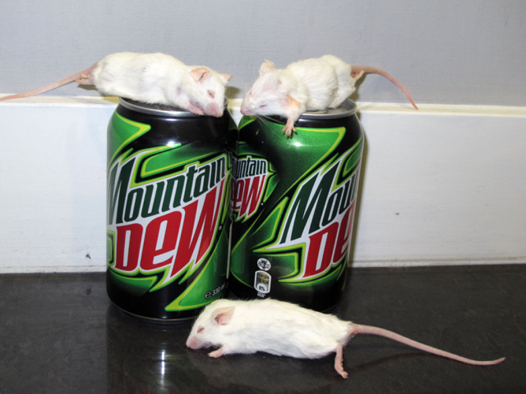 A verdade sobre o rato em uma latinha de refrigerante ou como a Pepsi admitiu que sua bebida dissolve ratos
