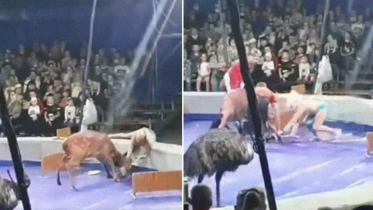 O ataque de um cervo a uma domadora reaviva a polémica com respeito ao uso de animais nos circos russos
