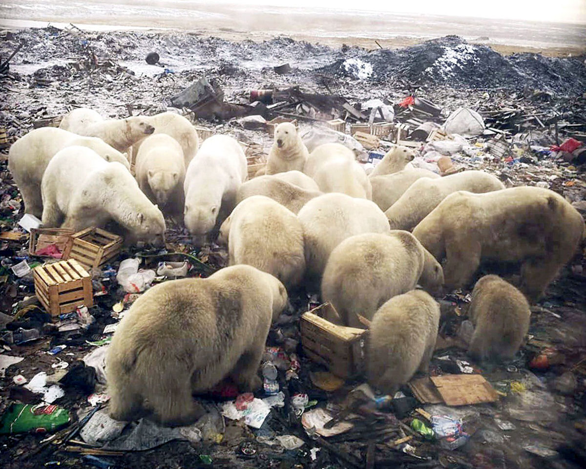 Declaram estado de emergncia em uma cidade russa invadida por mais de 50 ursos polares