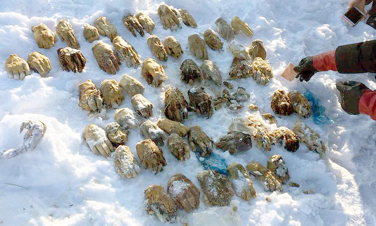 Rssia investiga 54 mos humanas encontradas em uma pequena ilha da Sibria