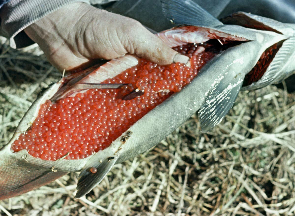 Por que os russos chamam ova de salmão de 'caviar vermelho'?