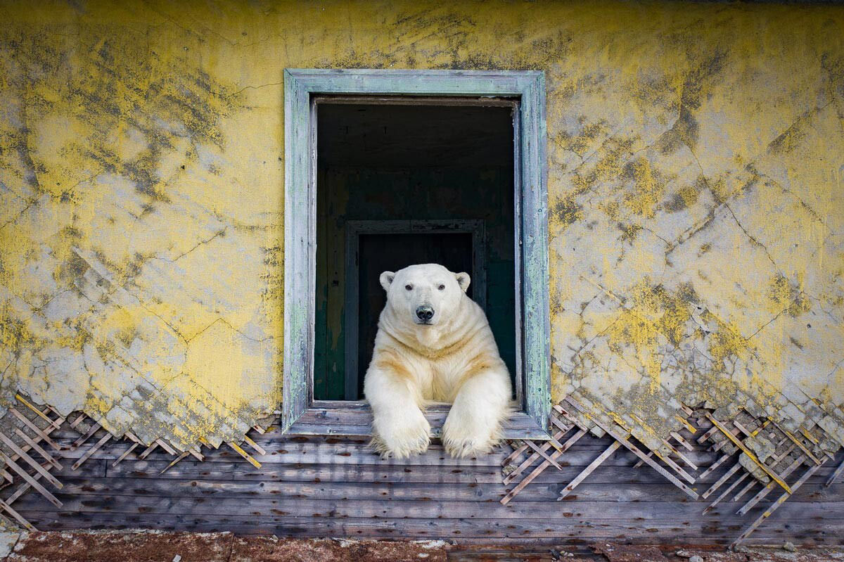 Ursos polares ocuparam uma estação meteorológica abandonada na Rússia
