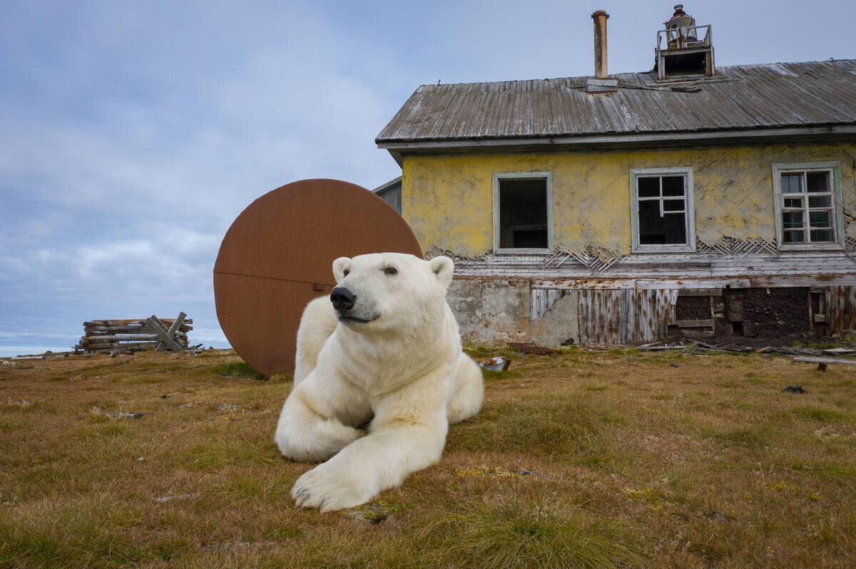 Ursos polares ocuparam uma estação meteorológica abandonada na Rússia