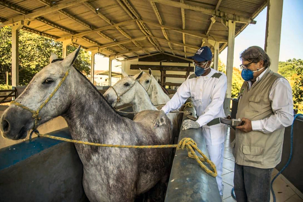 Brasileiros descobrem que anticorpos de cavalos são até 50 vezes mais potentes contra o coronavírus