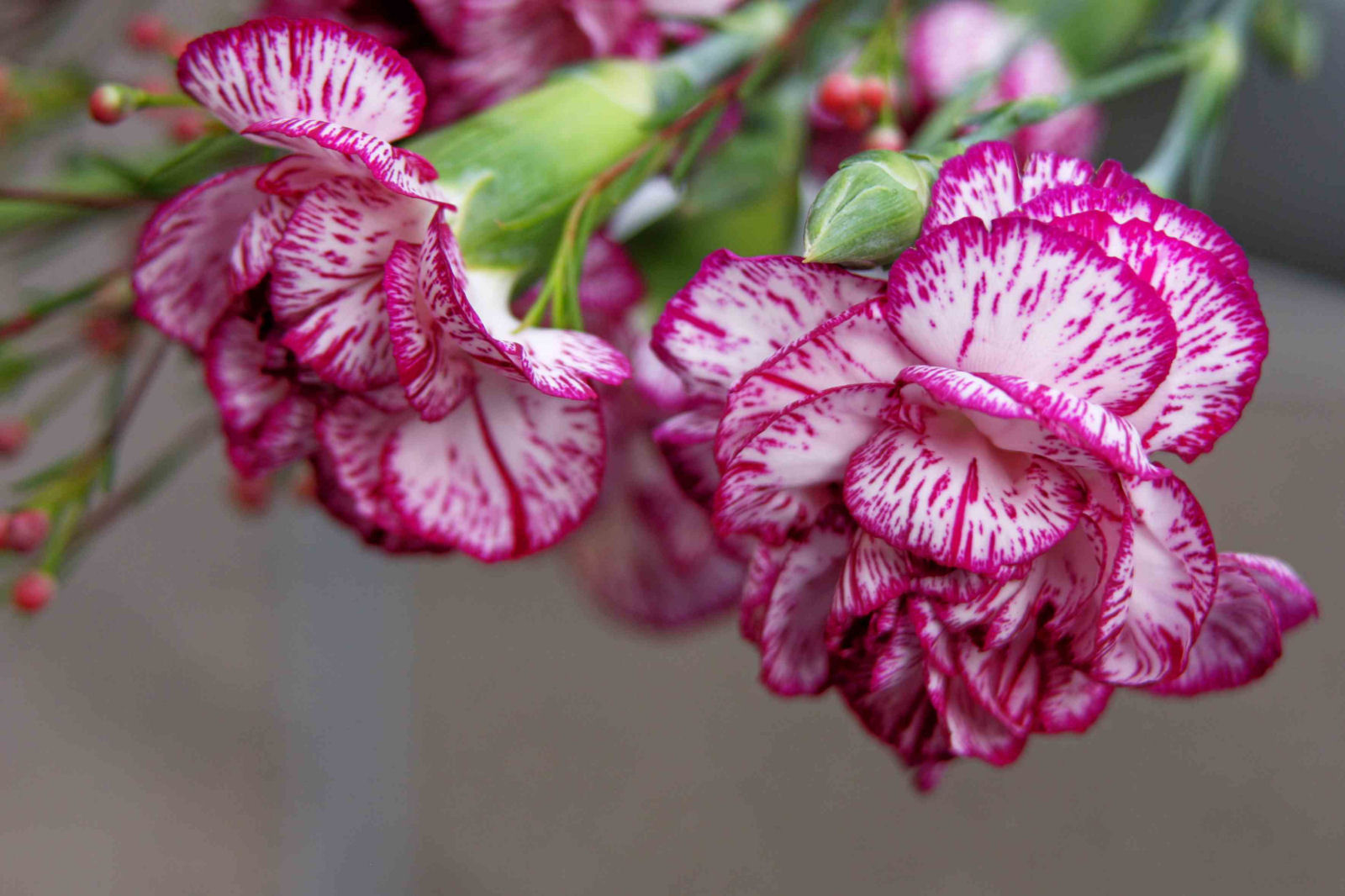 Cravos (Dianthus caryophyllus) para as moas, abraos para os amigos, boa semana a todos!