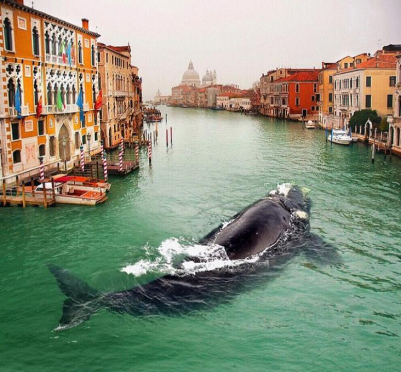 Uma baleia em Veneza.