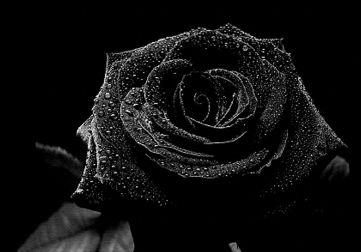 Rosa negra de Halfeti (Rosaceae) para as moas, abraos para os amigos, boa semana a todos!