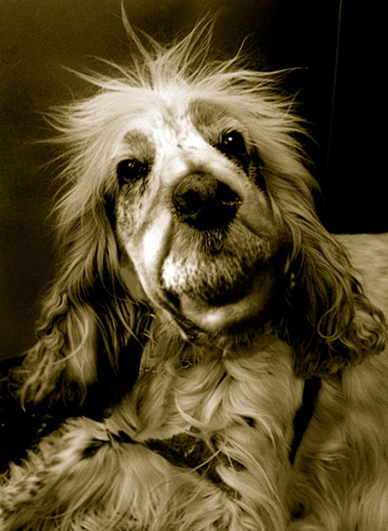Cãozinho do Einstein.