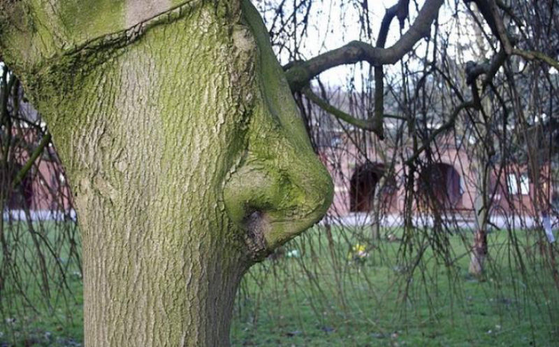 árvore com nariz.